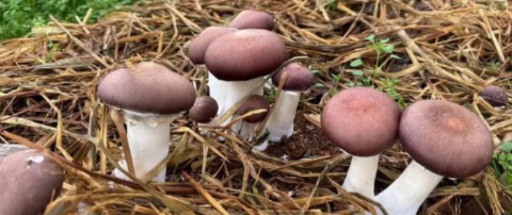 大奖国际(中国)最新官方网站